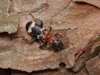 Thanasimus formicarius - Муравьежук муравьиный