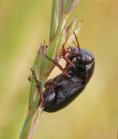 Zabrus tenebrioides - Хлебная жужелица, или горбатый пеун