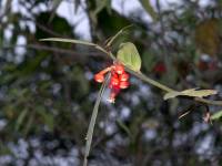 Ericaceae - Вересковые