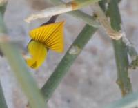 Crotalaria aegyptiaca - Кроталярия египетская
