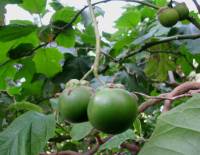 Solanum megacarpum - Паслён крупноплодный