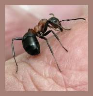 Защита муравейника- священный долг каждого муравья!