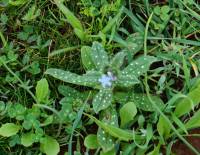 Nonea obtusifolia - Нонея туполистная