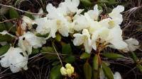Rhododendron aureum - Рододендрон золотистый
