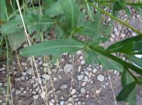 Cirsium arvense - Бодяк полевой