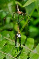 Araneidae  - Nephilinae - Нефиловые пауки-кругопряды