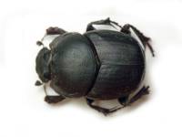 Onthophagus vitulus