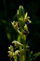 Ophrys apifera - Офрис пчелоносная