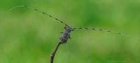 Acanthocinus aedilis - Усач серый длинноусый (Дровосек серый длинноусый)