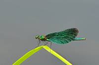 Calopteryx virgo virgo - Красотка-девушка