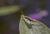 Chrysomelidae -  Donaciinae - Радужницы