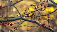 Осень в ветвях боярышника