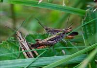 Acrididae - unidentified - Настоящие саранчовые