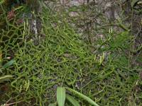 Lycopodiaceae - Плауновые
