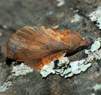 Gastropacha quercifolia - Коконопряд дуболистный