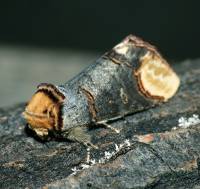 Phalera bucephala - лунка серебристая