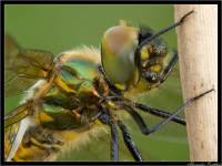 Somatochlora flavomaculata - Зеленотелка желтопятнистая