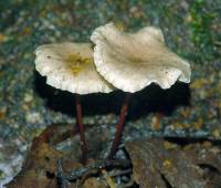 Mycetinis scorodonius - Чесночник обыкновенный