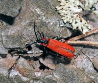 Lygistopterus sanguineus - Краснокрыл кровавый