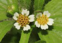 Galinsoga parviflora - Галинсога мелкоцветковая