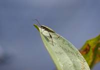 Chrysomelidae -  Donaciinae - Радужницы