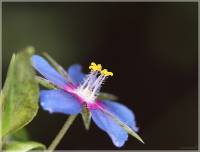 Lysimachia foemina - Очный цвет женский