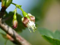 Grossulariaceae - Крыжовниковые