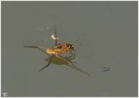 Hemiptera - Heteroptera - Клопы