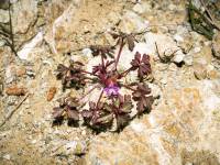 Geranium purpureum - Герань пурпурная