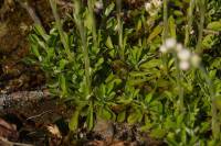 Antennaria dioica - Кошачья лапка двудомная