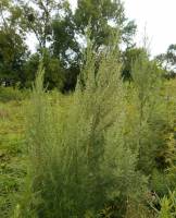 Artemisia dubia - Полынь теневая
