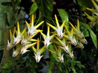 Hoya multiflora - Хойя многоцветковая