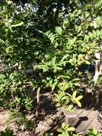 Annona squamosa - Аннона чешуйчатая