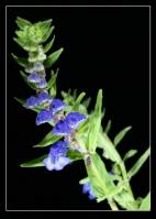 Lamiaceae - Яснотковые или Губоцветные