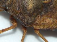 Eurygaster maura