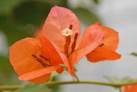 Bougainvillea spectabilis - Бугаинвиллея прекрасная