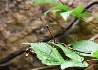 Phasmida - Привиденьевые (палочники, листовидки)