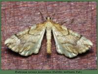 Eulithis mellinata - Пяденица ночная полосатая