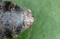 Phyllodesma tremulifolium - Коконопряд осиноволистный (красноватый выемчатый)