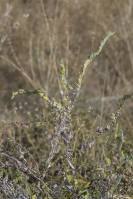 Cerinthe minor subsp. minor