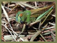 Locusta migratoria - Саранча азиатская (перелетная)