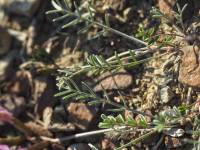 Astragalus subuliformis - Астрагал шиловидный