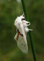 Leucodonta bicoloria - хохлатка двуцветная