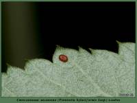 Pennisetia hylaeiformis - Стеклянница малинная