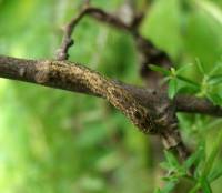 Peribatodes rhomboidaria - Пяденица дымчатая