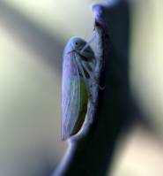 Populicerus albicans