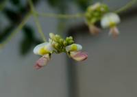 Sophora japonica - Софо́ра япо́нская, или Стифноло́бий японский