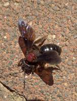Andrena fuscosa