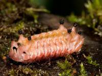 Limacodidae - Слизневидки