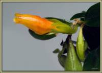 Bignoniaceae - Бигнониевые